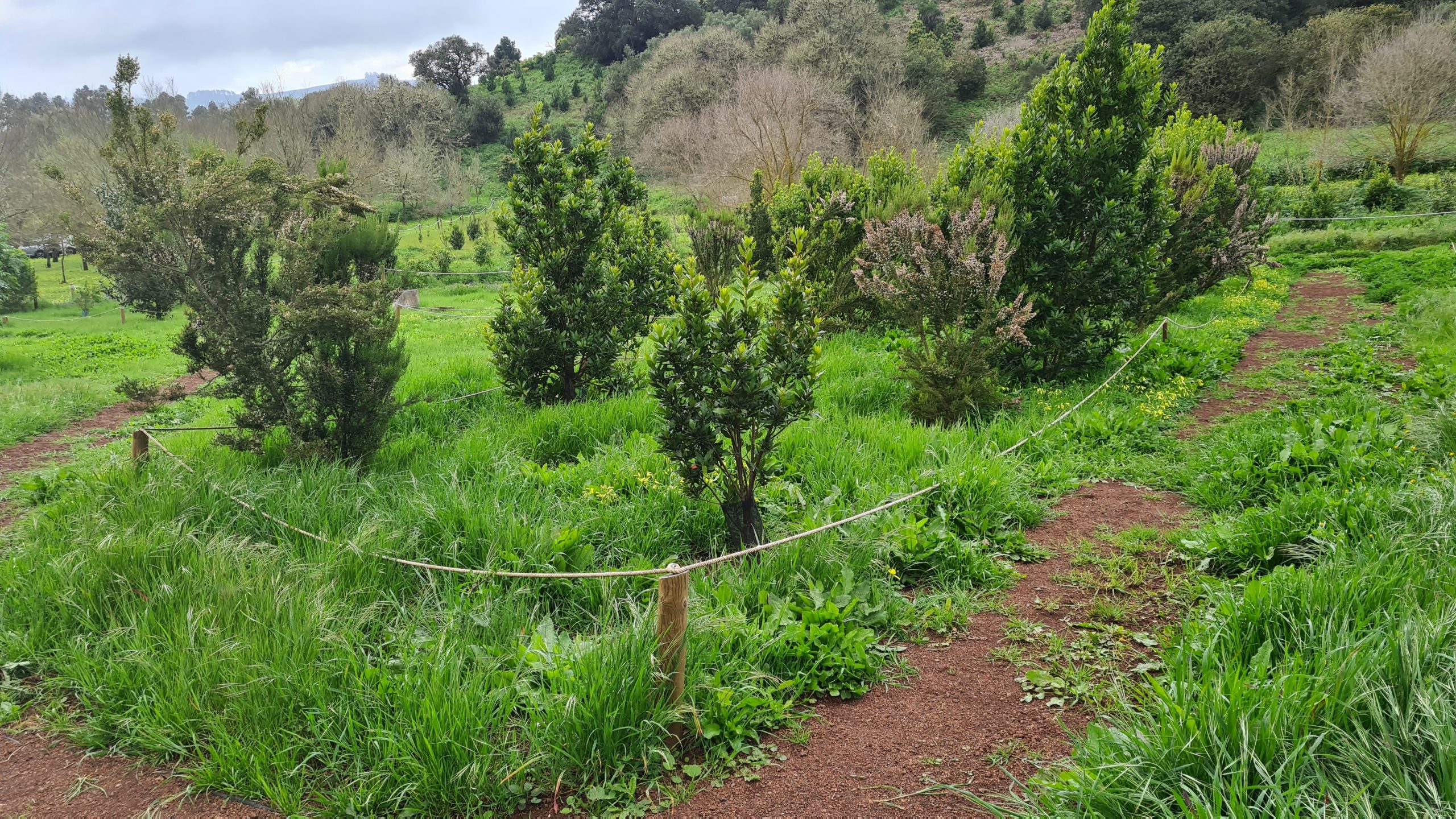 Foresta registra la primera finca en Canarias para compensar CO2