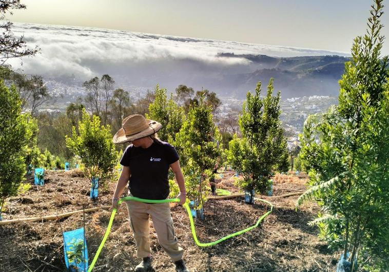 Foresta planta 4.000 ejemplares autóctonos gracias al proyecto Emplea Verde Gran Canaria